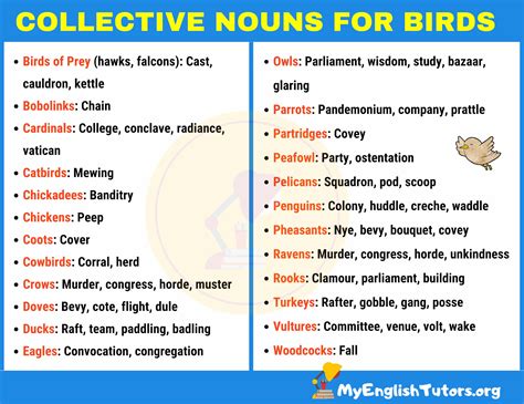 List of Important Collective Nouns for Birds in English – My English Tutors