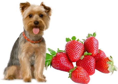 Can dogs eat strawberries?