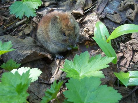 Harding Icefield Trail Wildlife | I almost put my hiking pol… | Flickr