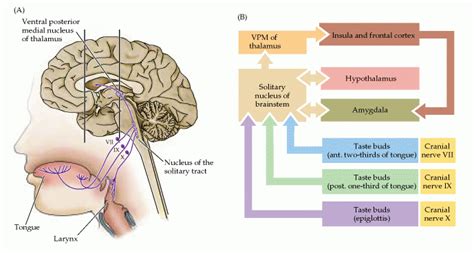 Sensory receptors