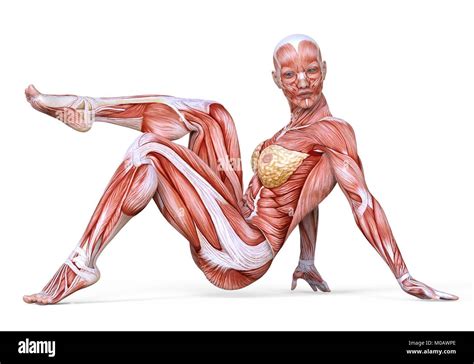 Female body without skin, anatomy and muscles isolated on white Stock Photo - Alamy