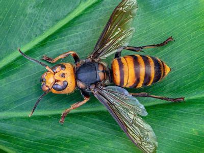 Northern giant hornet | Description, Sting, Life Cycle, Risk, & Facts ...