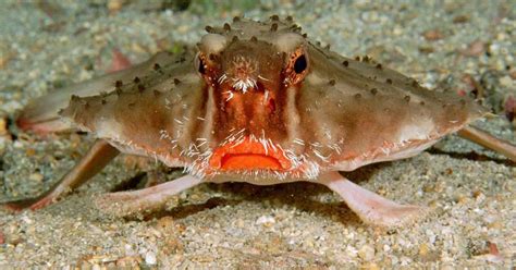 Red-lipped Batfish Facts and its Remarkable Adaptations - Odd Facts