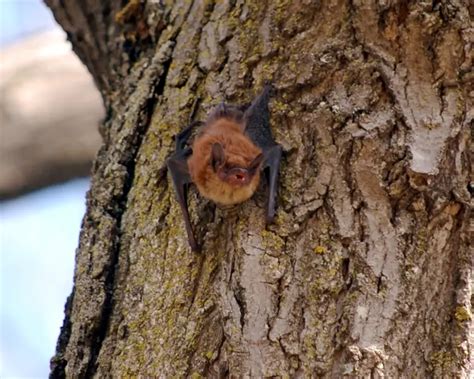 Little Brown Bat | Mammals Wiki | Fandom