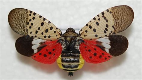 Michigan's latest invasive species to be worried about is the spotted lanternfly | FOX 2 Detroit