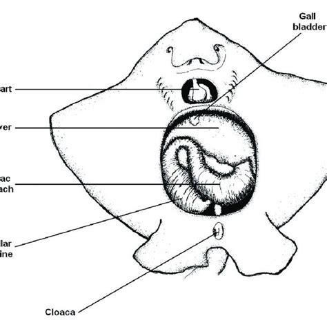 Stingray Anatomy - Anatomical Charts & Posters