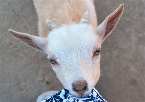 Goat baby eating shirt free image download