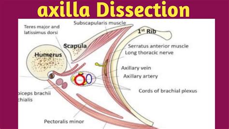 axillary dissection anatomy#axillaanatomy - YouTube