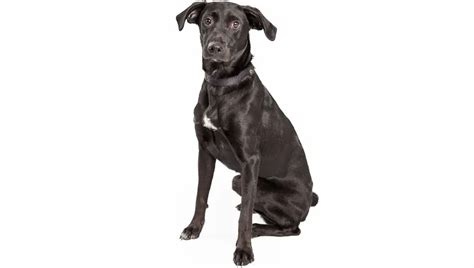 Australian Shepherd Lab Mixed Dog Breed Pictures, Characteristics, & Facts