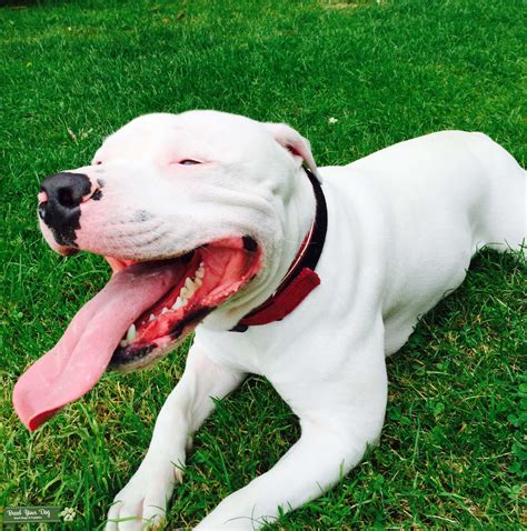 Stud Dog - White Staffordshire Bull Terier - Breed Your Dog