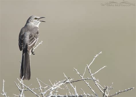 Singing Northern Mockingbird on Antelope Island - On The Wing Photography