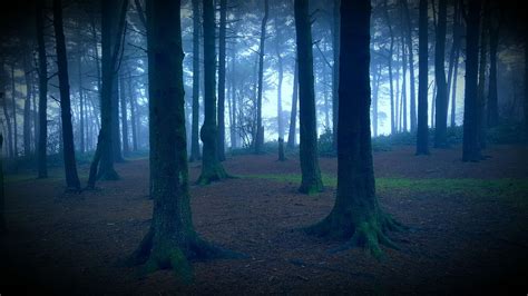 Forest, Spooky, Forest, Haunted #forest, #spooky, #forest, #haunted | Forest, Spooky, Tree