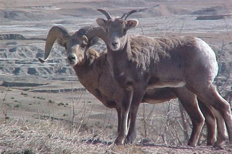 Canyonlands National Park Wildlife - National Park Photographer