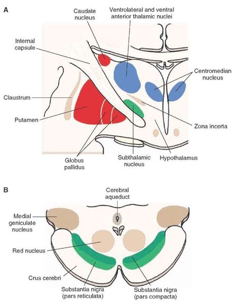 25 best Neuroanatomy images on Pinterest | Bing images, Neurology and ...