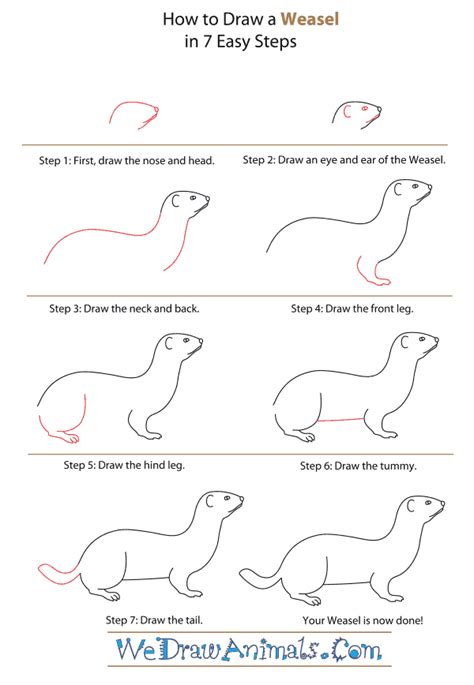 How to Draw a Weasel