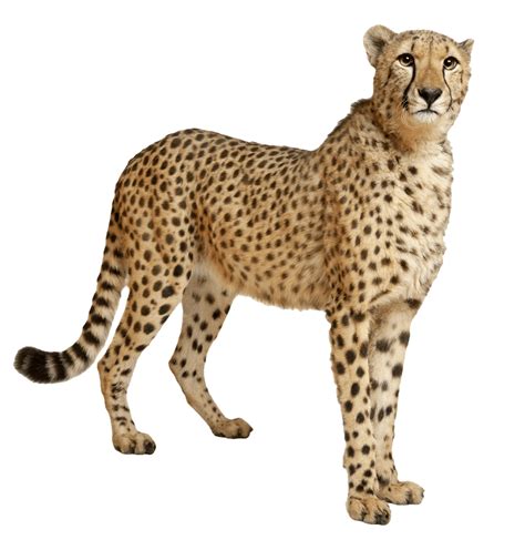 Cheetah Still transparent PNG - StickPNG