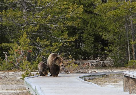 Best Time to See Grizzly Bears in Yellowstone National Park 2018