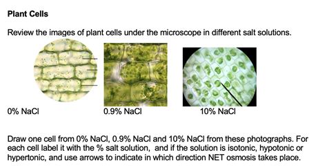 Solved Osmosis in Animal Cells and Plant Cells Animal Cells | Chegg.com