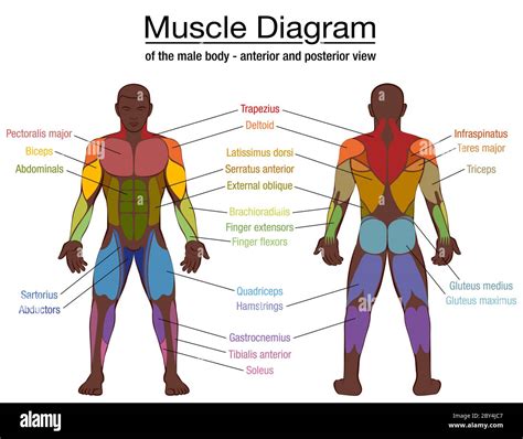 Diagram Of Male Body Parts : Organs Humano Partes Internos Ilustração órgãos Vetorial | Bodenfwasu