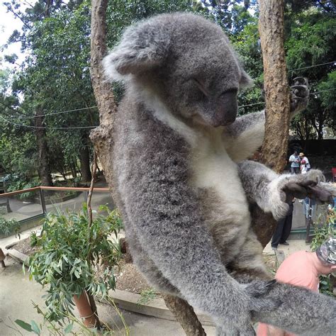 Koala Park Sanctuary (West Pennant Hills): All You Need to Know