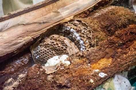 Scientists Remove America’s First Murder Hornet Nest