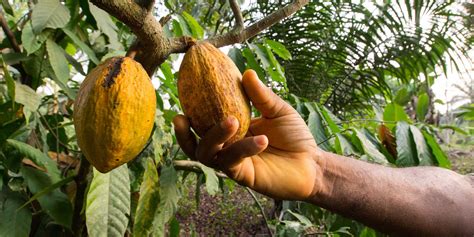 How to Build a More Sustainable Cocoa Industry Model - FoodPrint