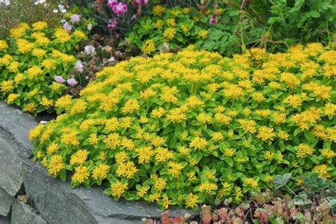 Sedum kamtschaticum (Orange Stonecrop)