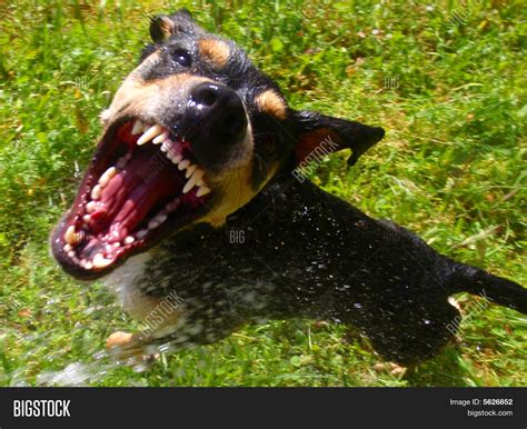 Vicious Dog Image & Photo (Free Trial) | Bigstock