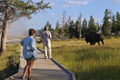 Man Attacked by Bison After Taking Up-Close Photo with His iPad