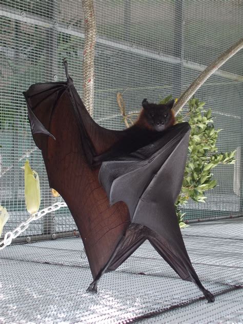 Flying Fox Bat | Fox bat, Cute bat, Fruit bat