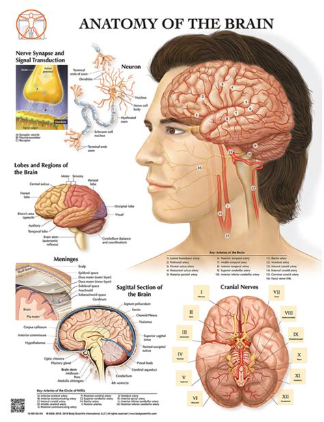 Brain Anatomy Poster - Clinical Charts and Supplies