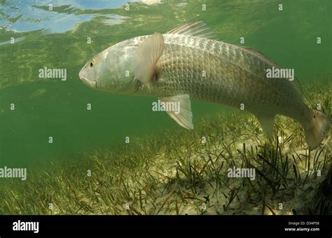 In its natural habitat, a redfish is swimming in the grass flats ocean Stock Photo - Alamy