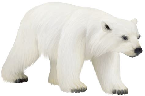 Polar white bear PNG