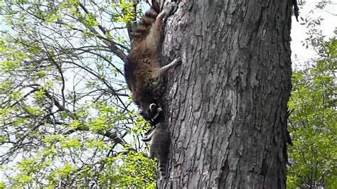 Raccoon with pup moving to a new nest. So sweet! - YouTube