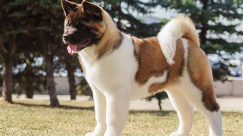 Are Akitas Good With Other Dogs