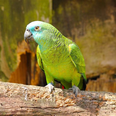 Green-cheeked Parakeet Wallpapers - Wallpaper Cave