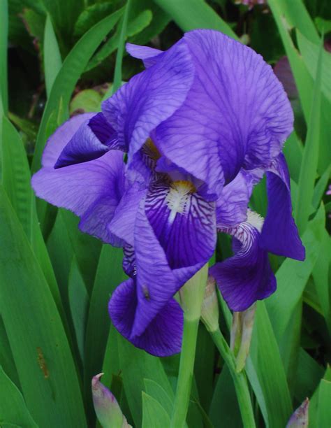 Iris Croatica (Hrvatska Perunika) Croatia | Flowers: World National ...