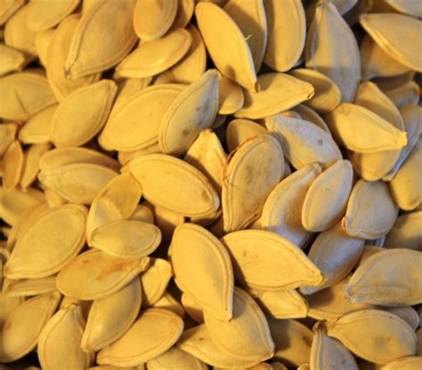 Pumpkin Seeds Picture | Free Photograph | Photos Public Domain