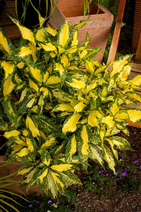 Picturata Aucuba | Plants, Shade plants, Evergreen shrubs