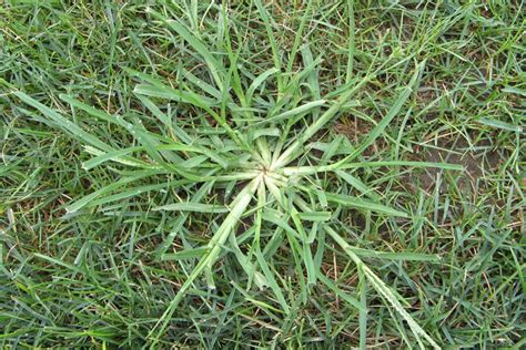 Got Crabgrass? We have a solution...