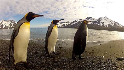 GoPro: Penguin Dance-Off - YouTube