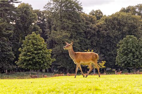 40+ Hangul Deer Stock Photos, Pictures & Royalty-Free Images - iStock