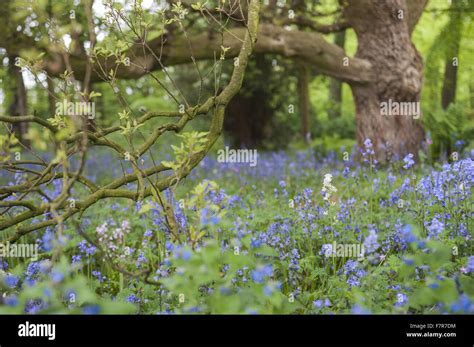 The gardens in the spring at Rufford Old Hall, Lancashire. Rufford Old ...