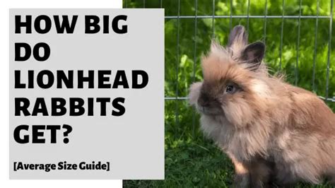 What Does A Full Grown Lionhead Rabbit Look Like? Quora | atelier-yuwa ...