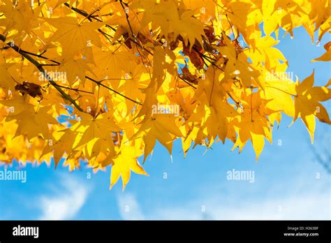 Maple leaves change color in autumn Stock Photo - Alamy