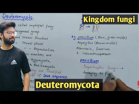 Deuteromycota fungi Life Cycle | Characteristics | Class 11 Biology ...