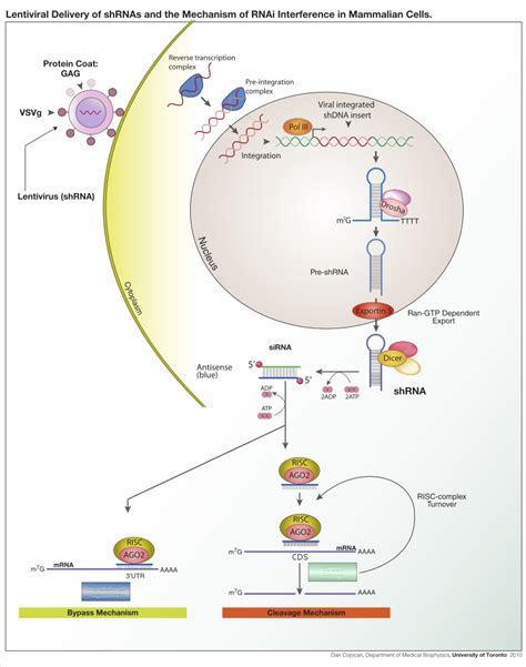 Structure & Function of Argonaute Protein