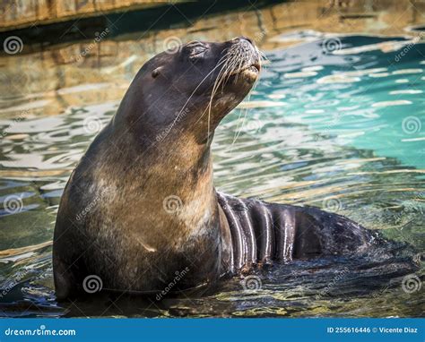 Funny Sea Lion Acting for the Public Stock Photo - Image of 2022, lion ...