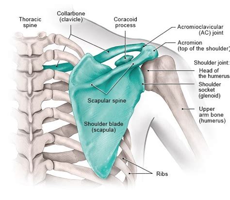 How does the shoulder work? | informedhealth.org