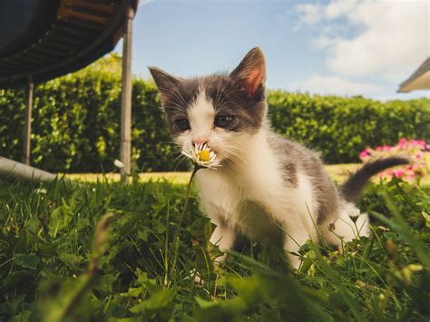 Feral Cat Rescue – Nebraska's Animal Loving Advocates